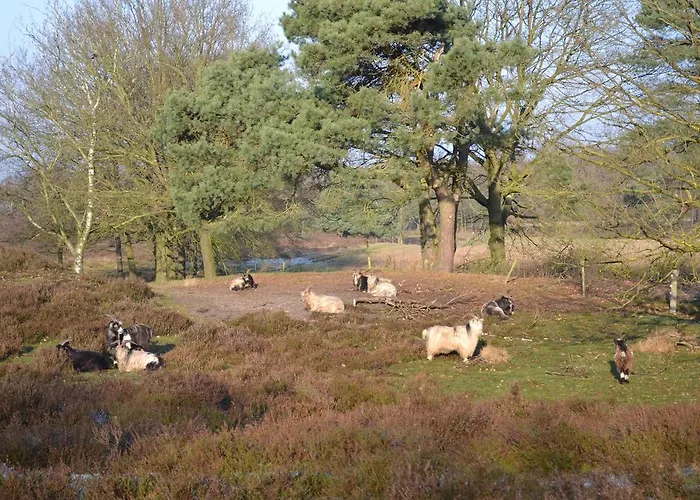 De Papenberg ホテル アッフェルデン